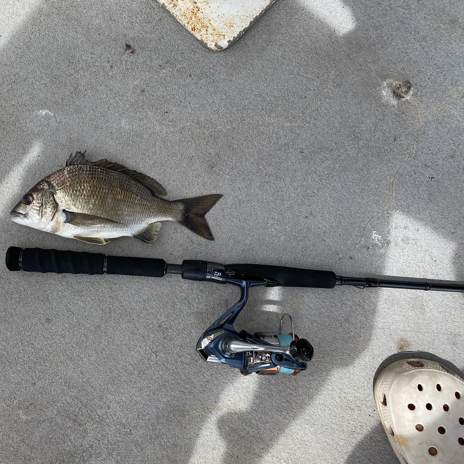 The most recent Southern black bream catches on Fishbrain