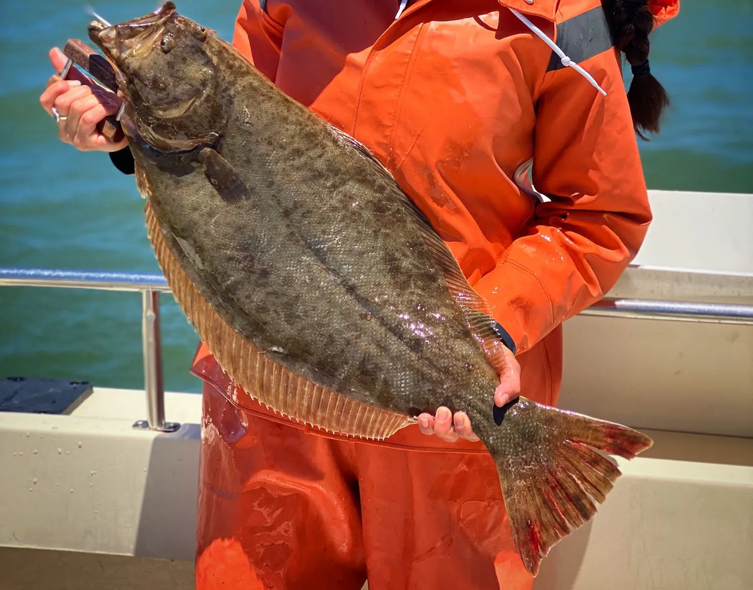 California halibut