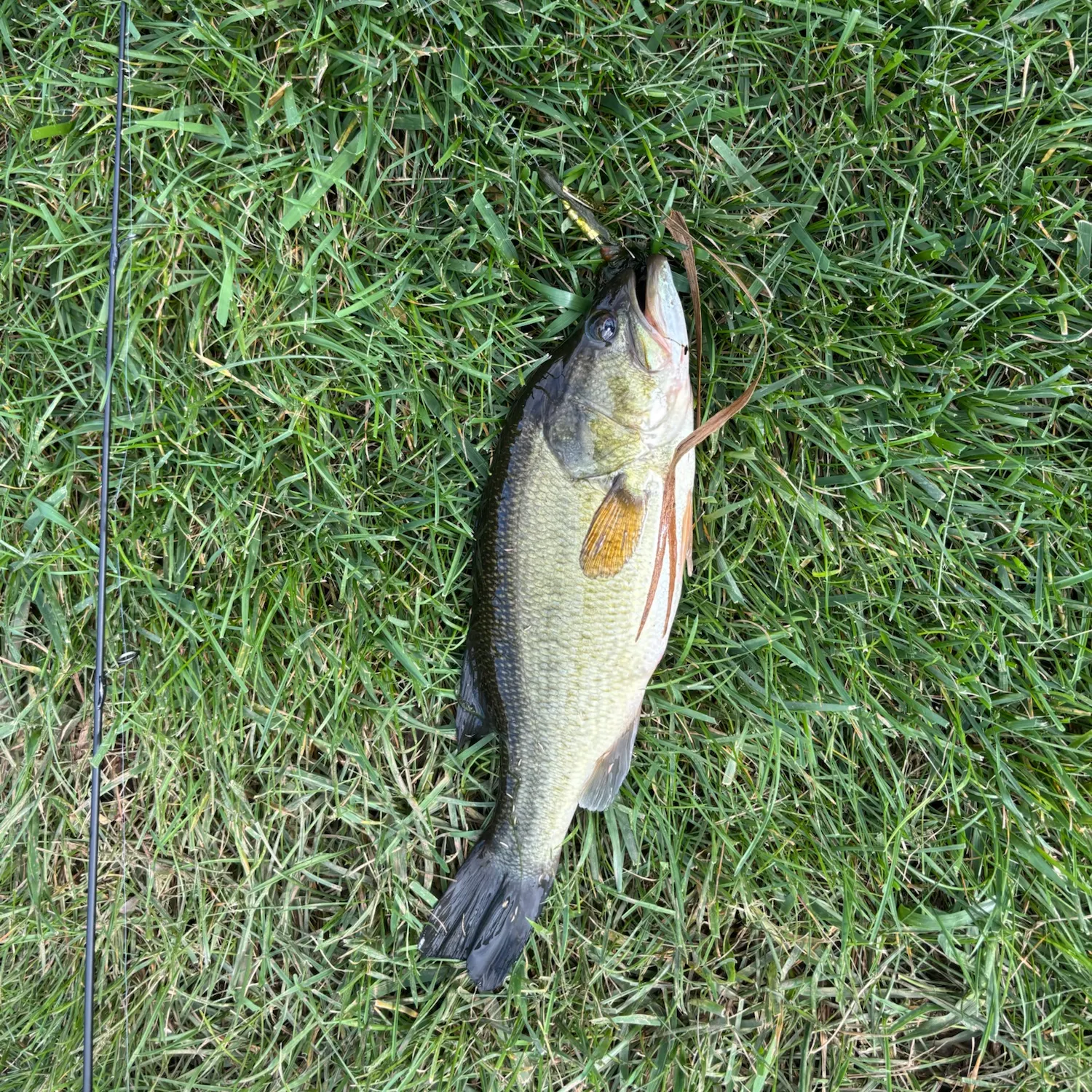 Largemouth bass caught on Fishbrain