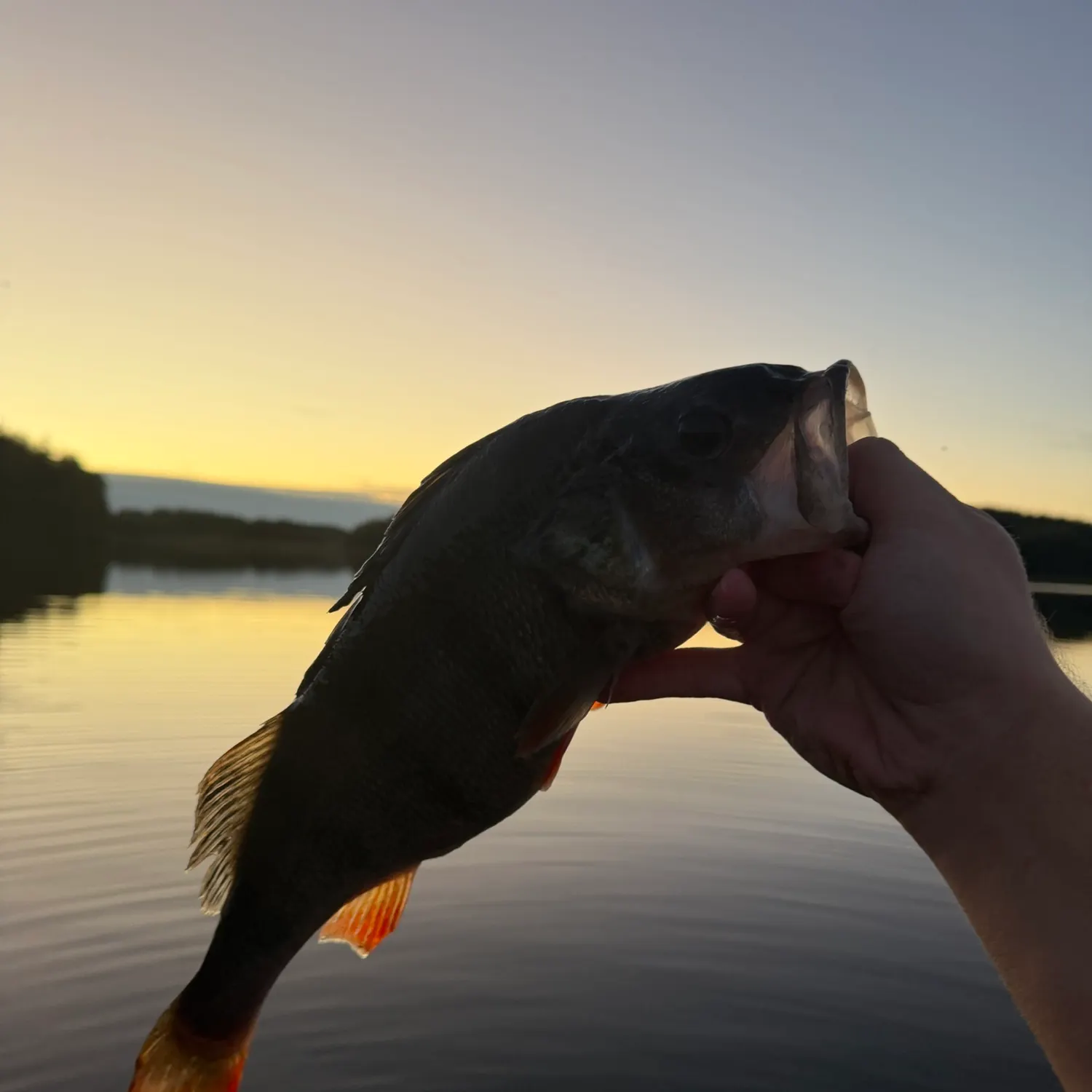 European perch caught on Fishbrain