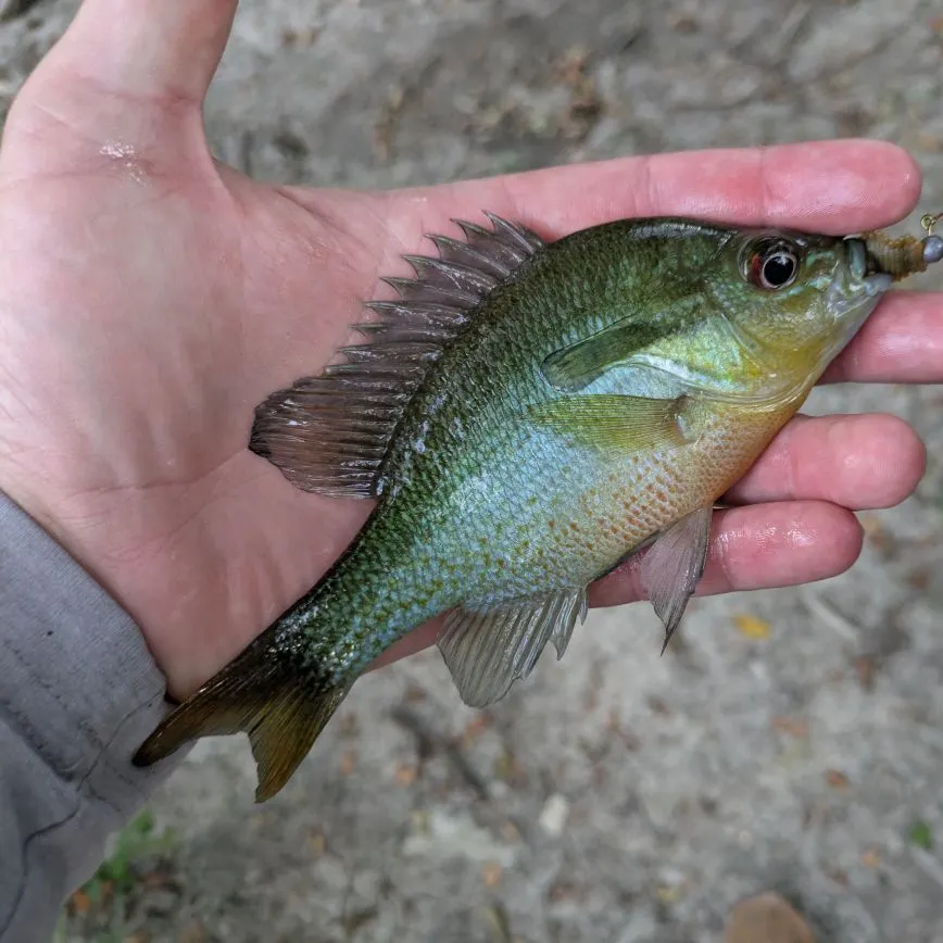 The most recent Redbreast sunfish catches on Fishbrain