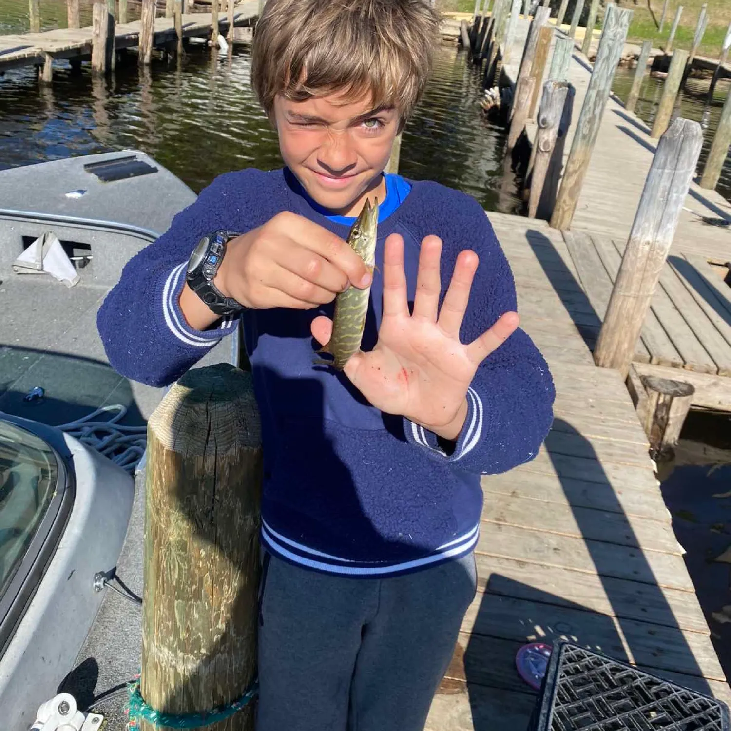 The most recent Grass pickerel catches on Fishbrain
