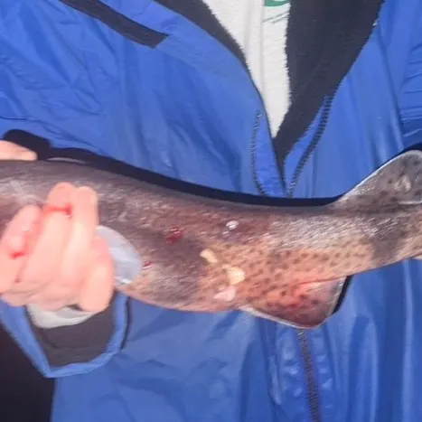The most recent Nursehound catches on Fishbrain