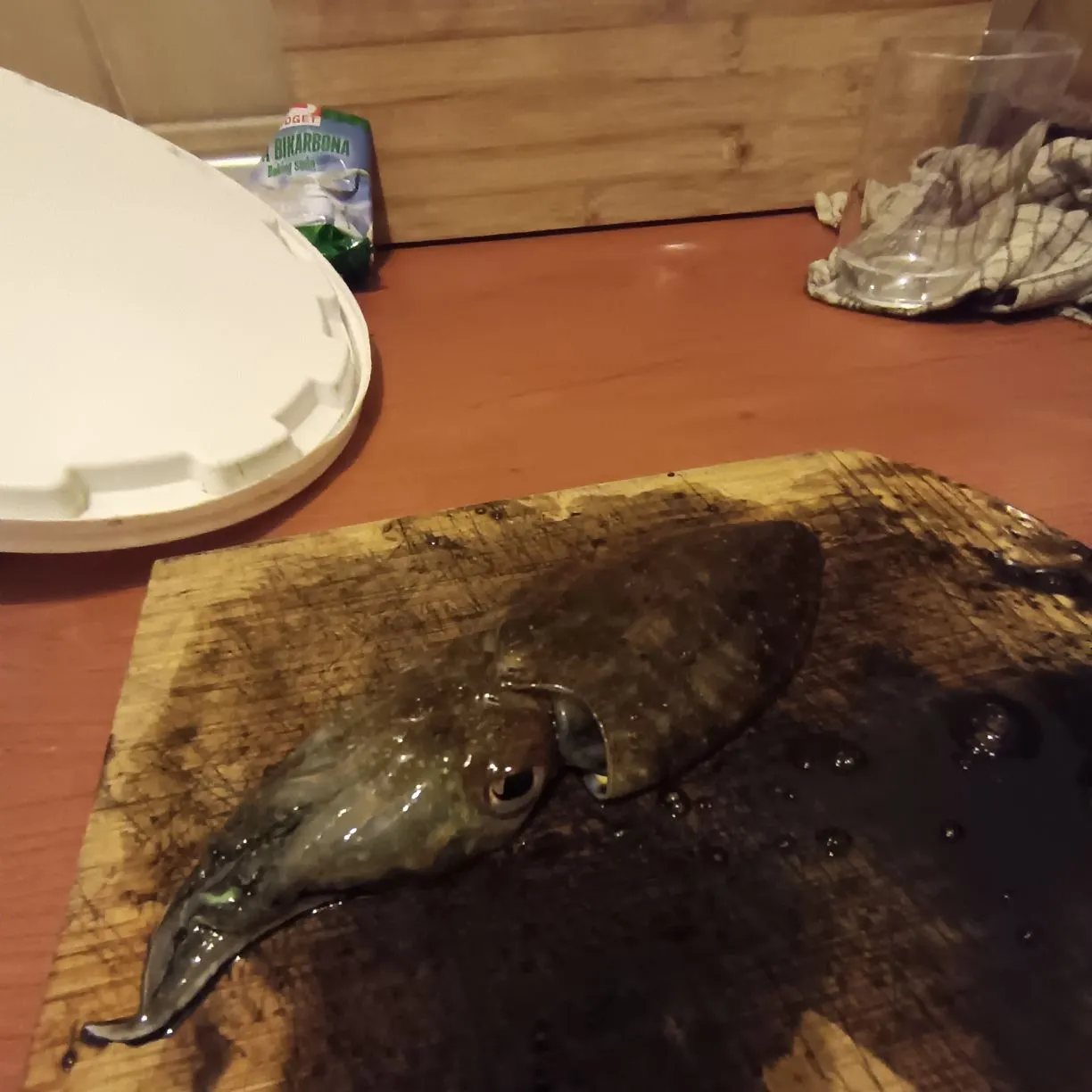 The most recent Common cuttlefish catches on Fishbrain