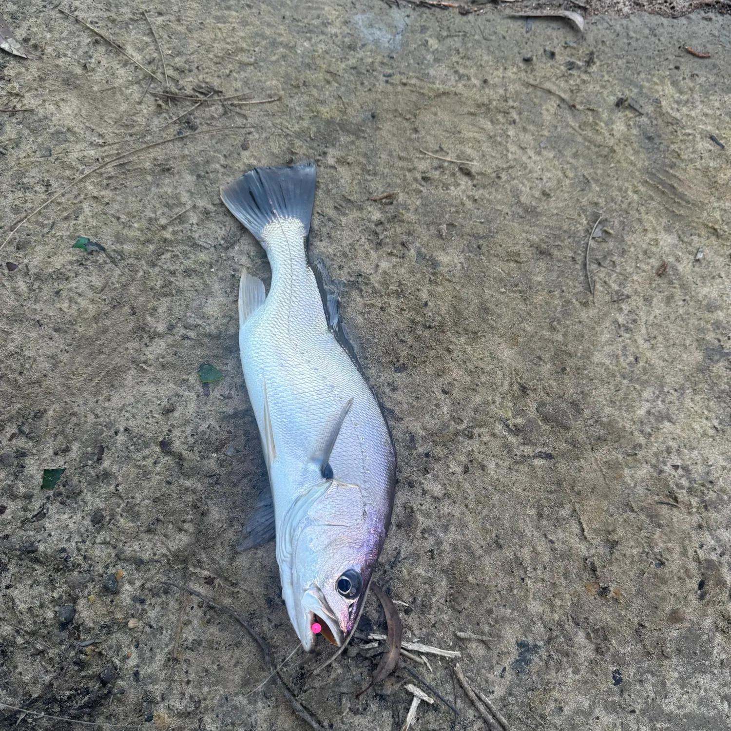 Japanese meagre caught on Fishbrain