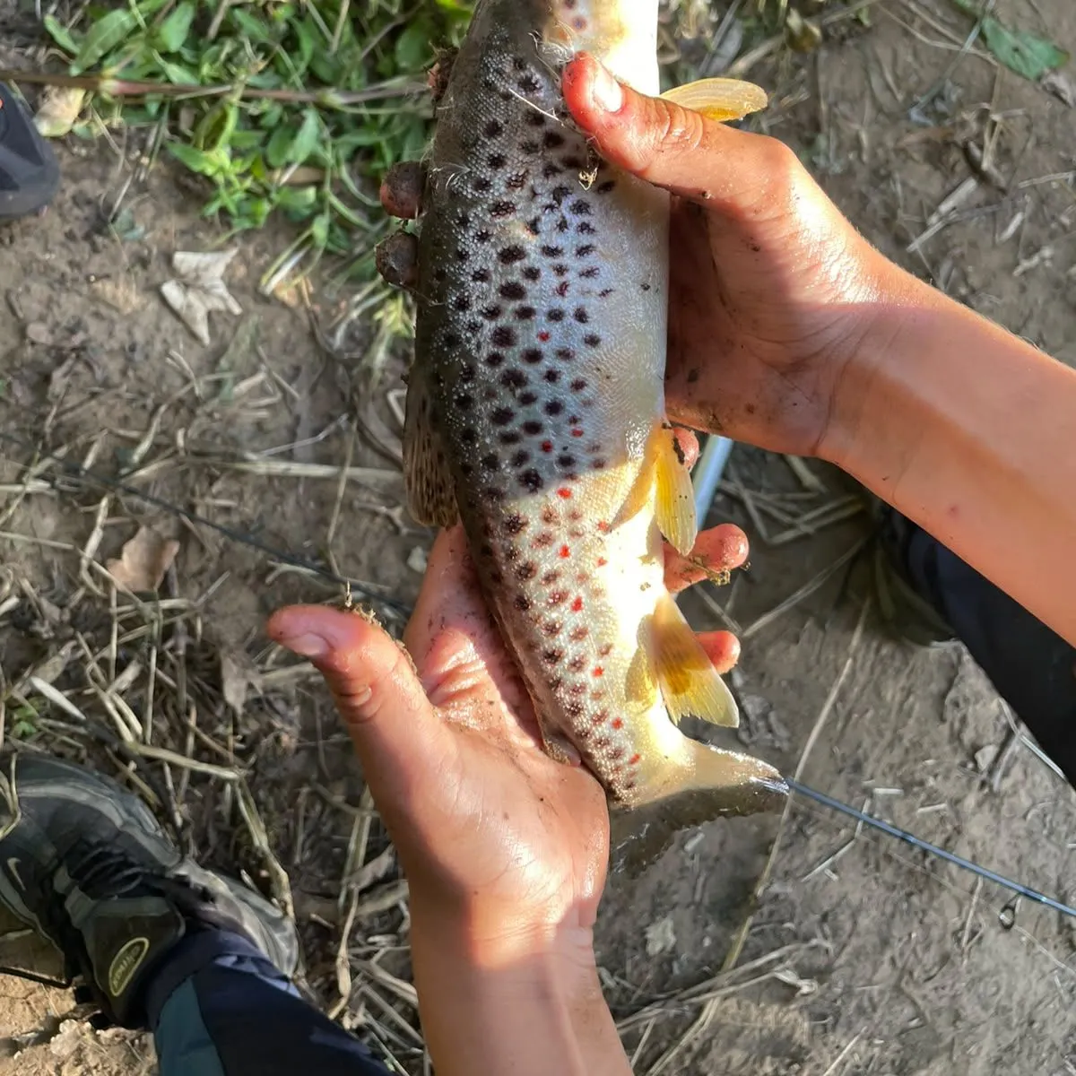 Brown trout caught on Fishbrain