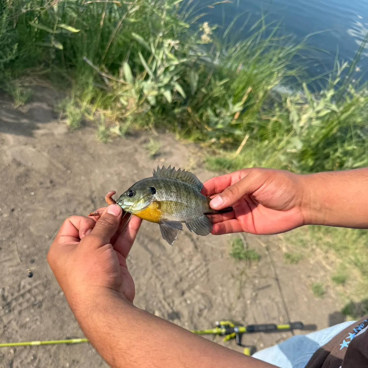 The most recent Bluegill catches on Fishbrain