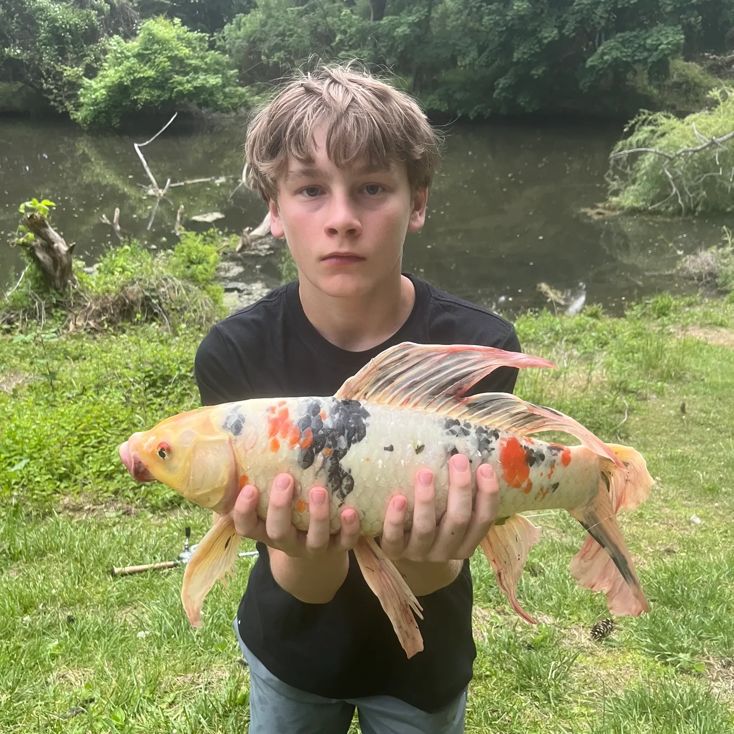 The most recent Koi carp catches on Fishbrain