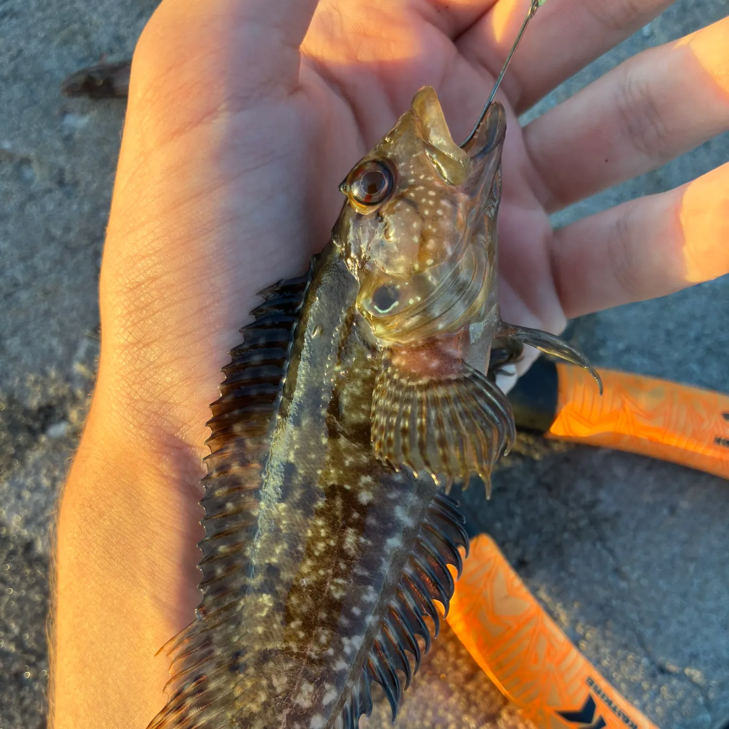 The most recent Masquerader hairy blenny catches on Fishbrain