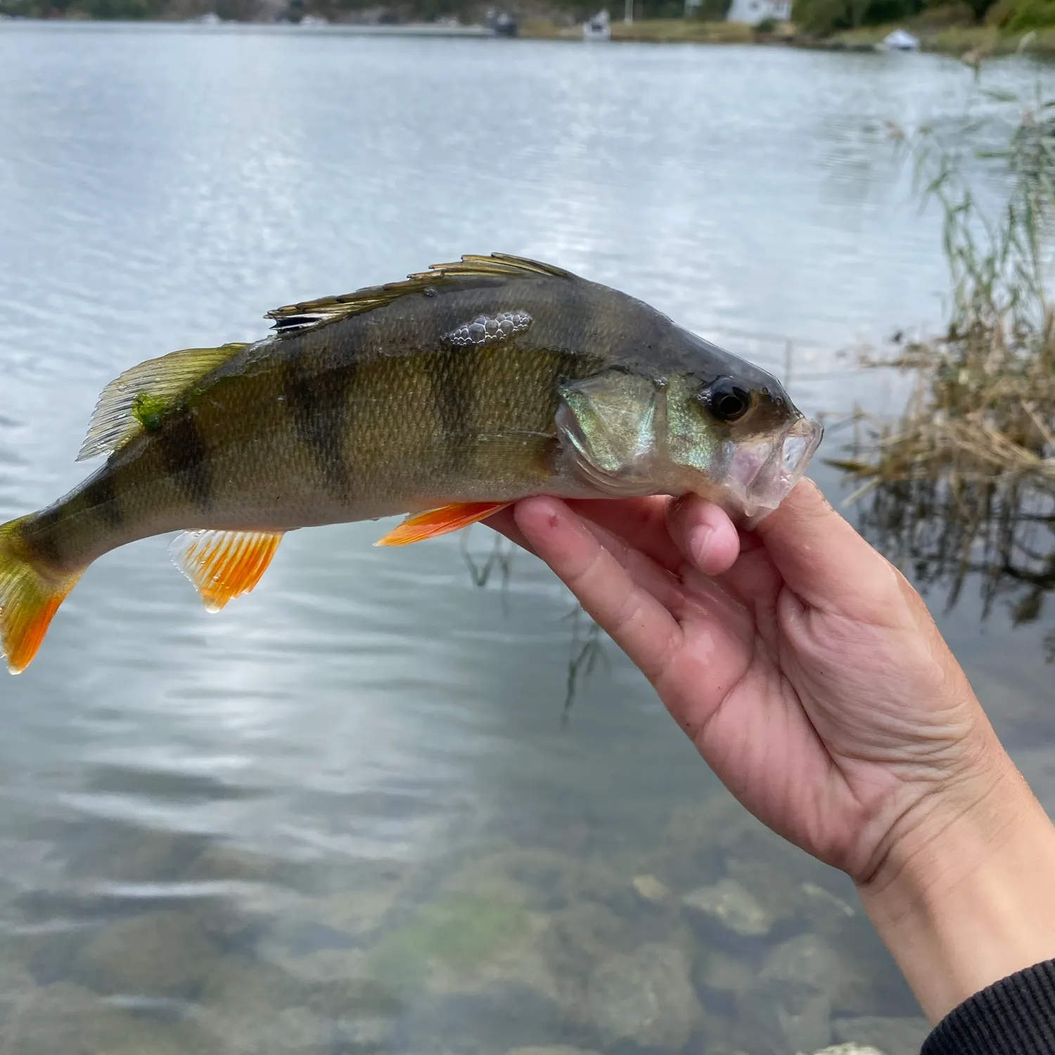 European perch caught on Fishbrain