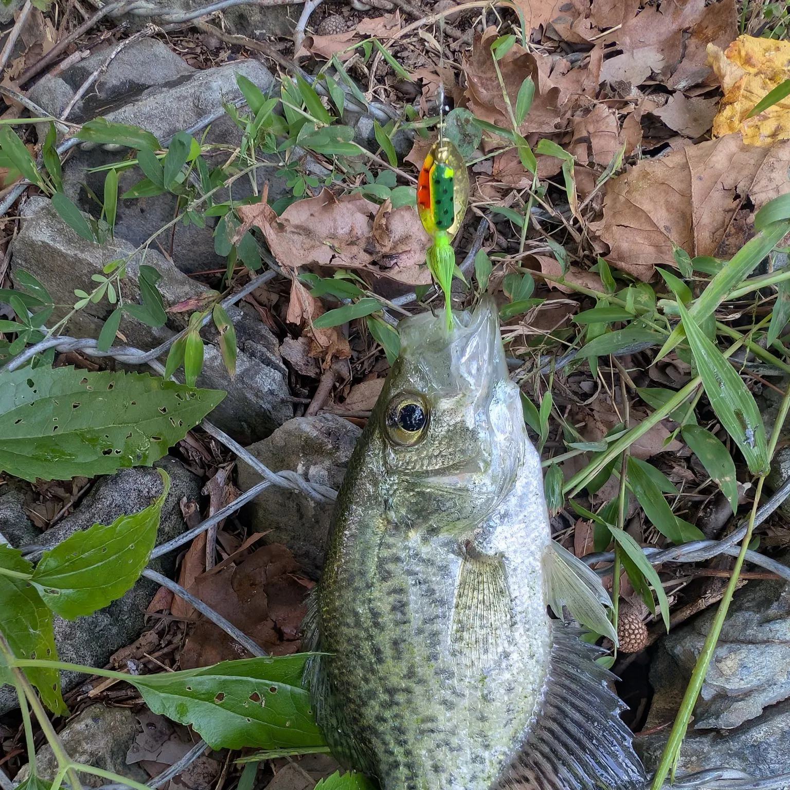 Black crappie caught on Fishbrain