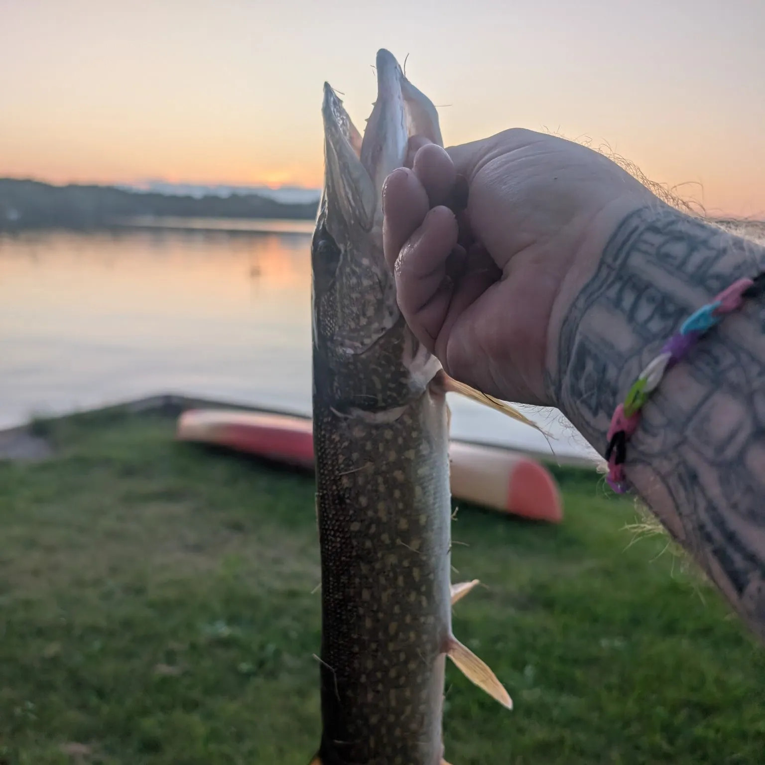Northern pike caught on Fishbrain