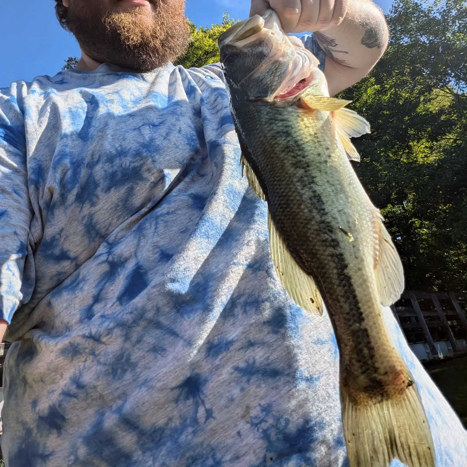 Largemouth bass caught on Fishbrain