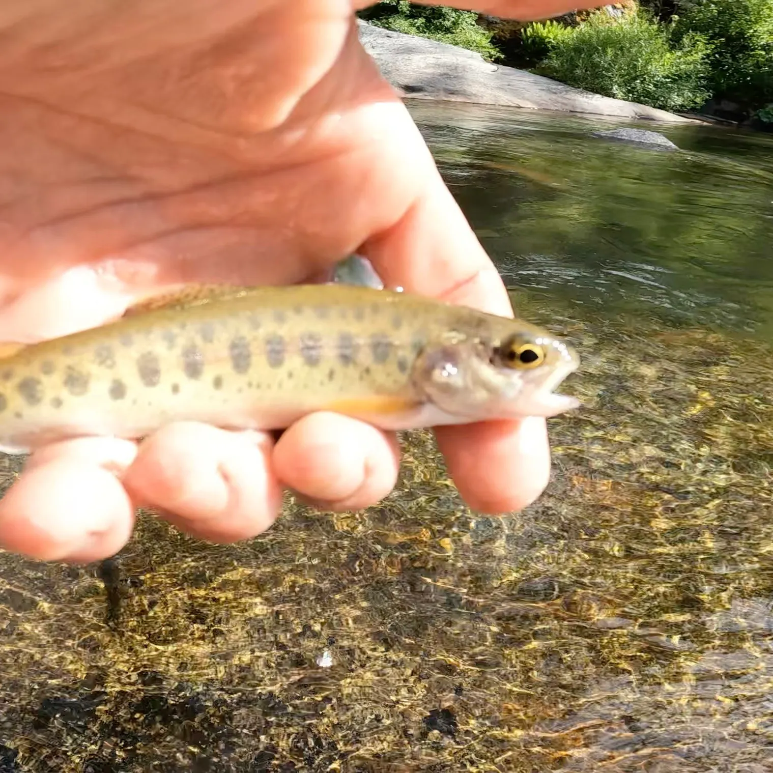 The most recent Little Kern golden trout catches on Fishbrain