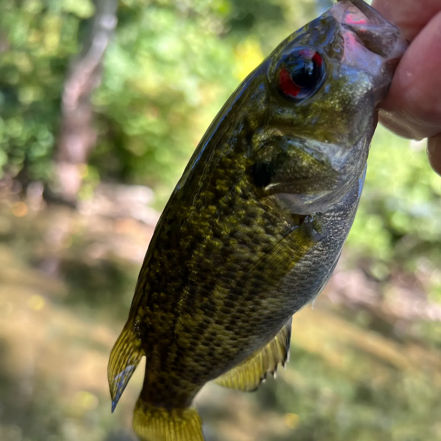 Rock bass caught on Fishbrain