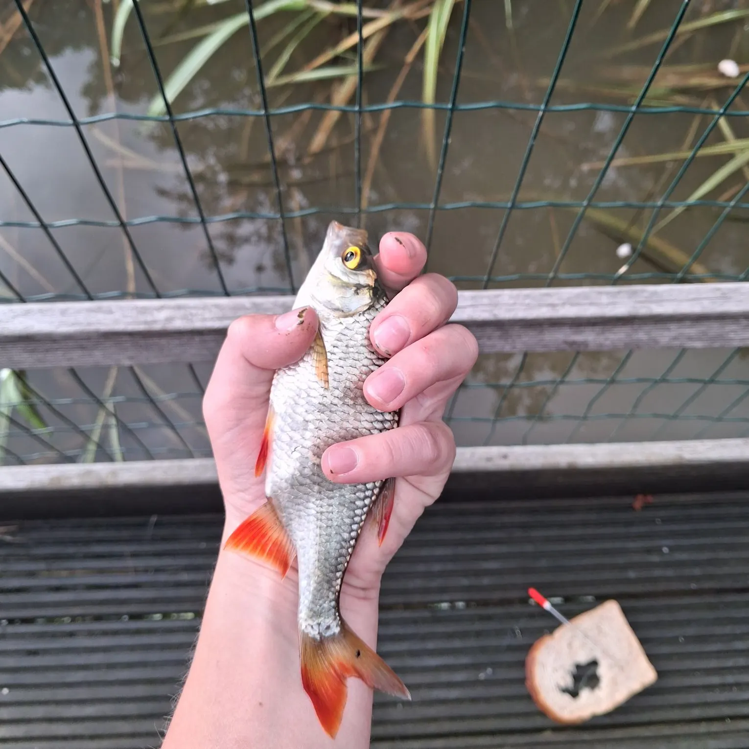European chub caught on Fishbrain