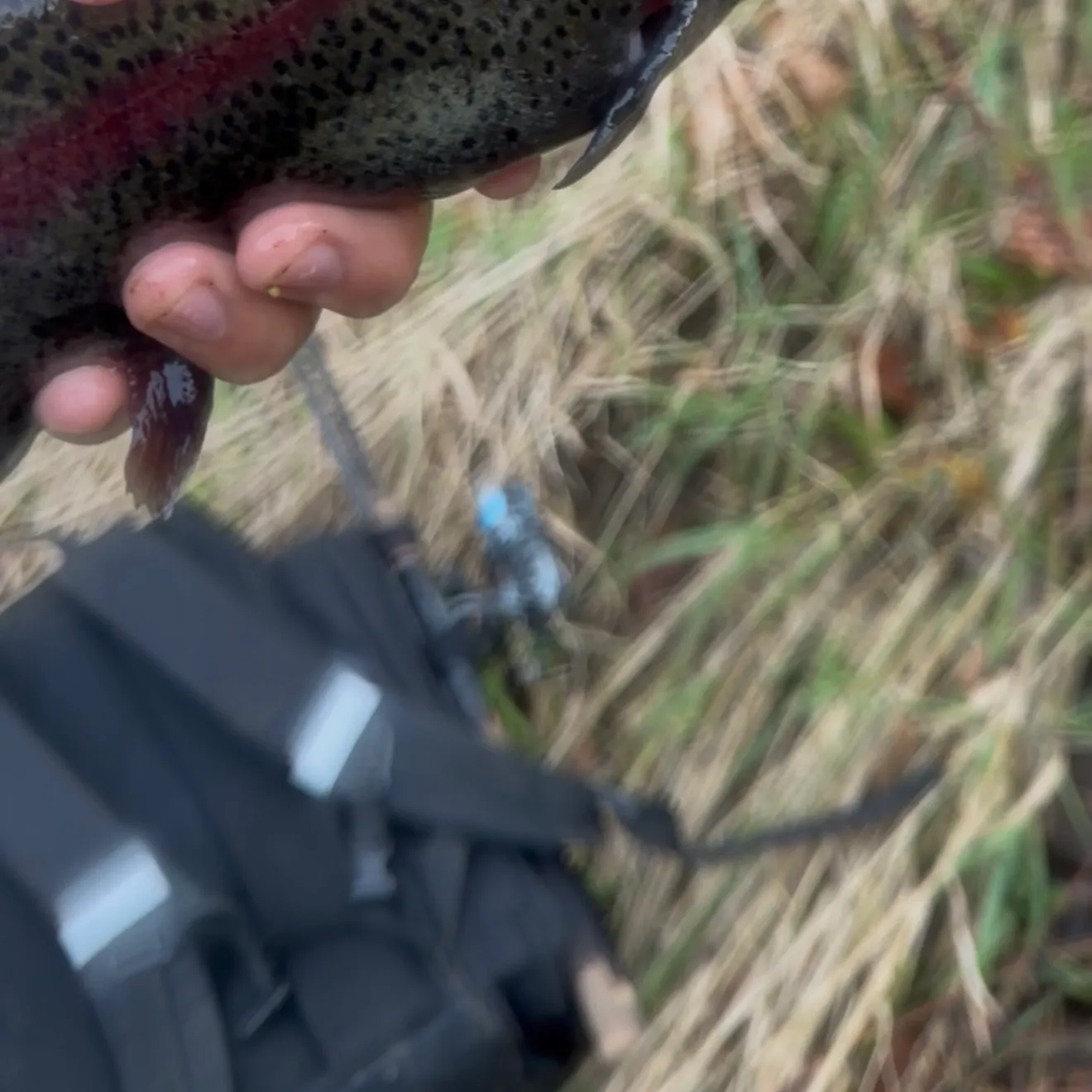 Rainbow trout caught on Fishbrain