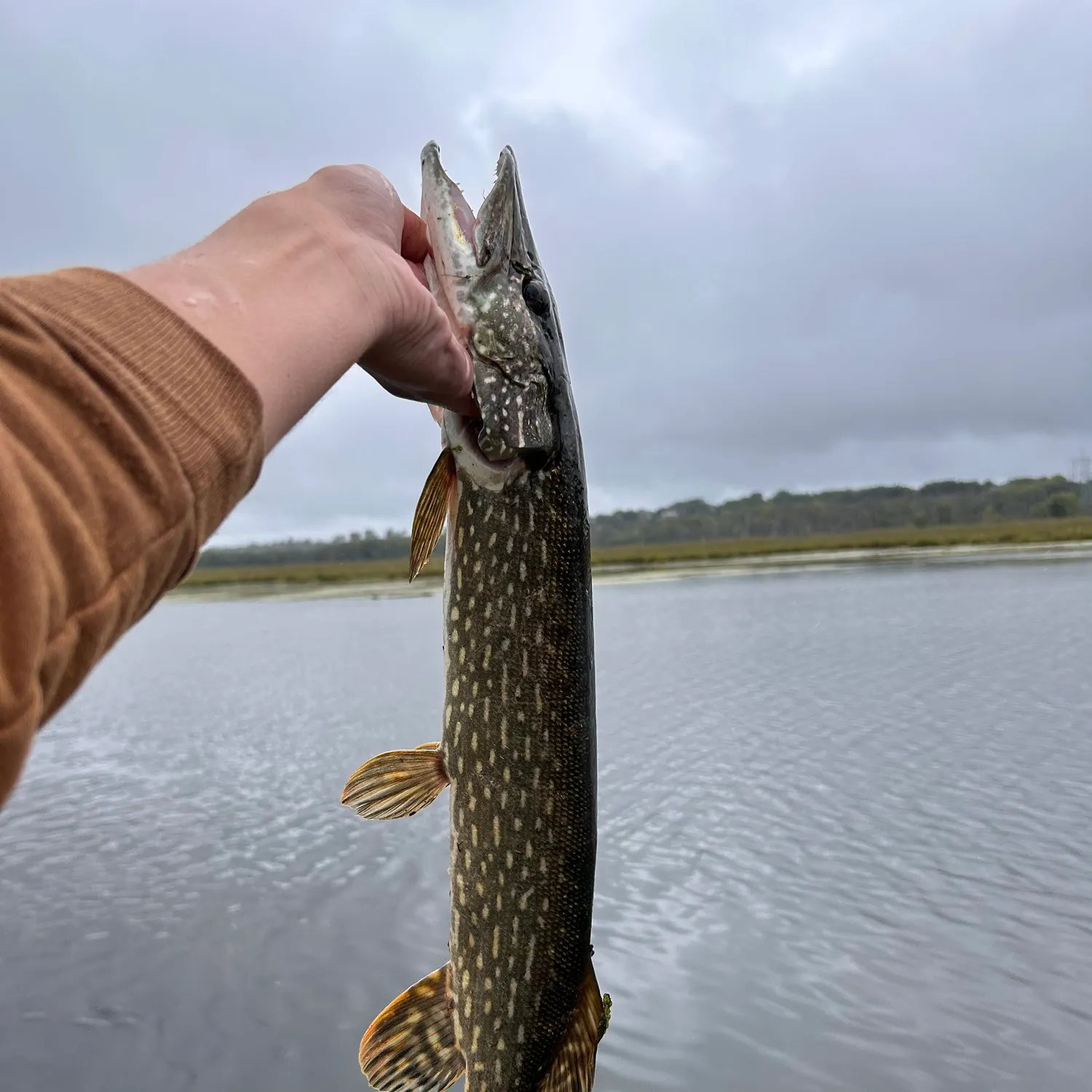 Northern pike caught on Fishbrain