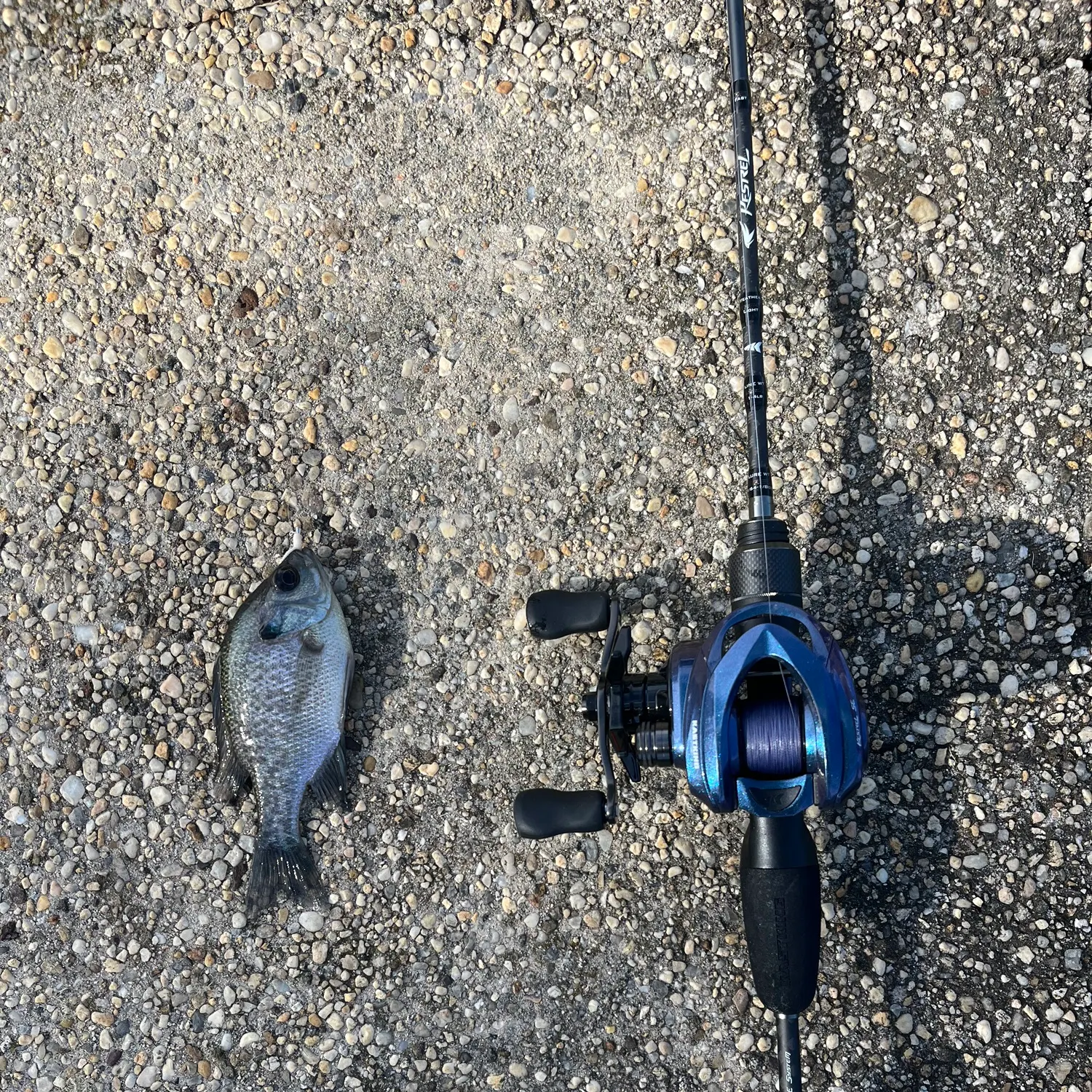 Bluegill caught on Fishbrain
