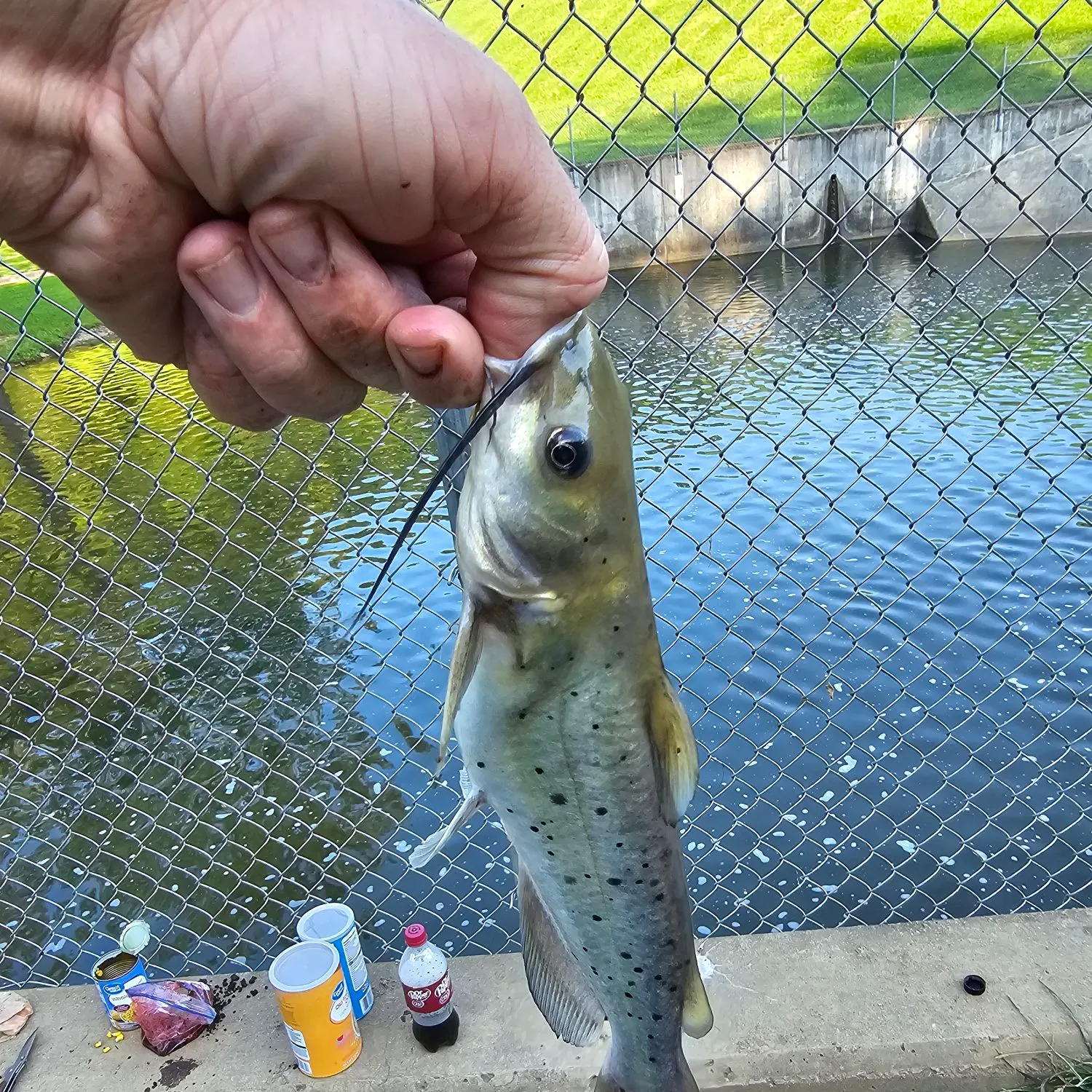 Channel catfish caught on Fishbrain