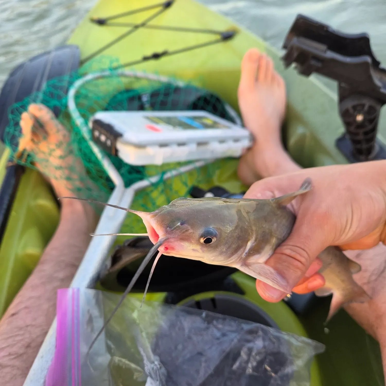 Channel catfish caught on Fishbrain
