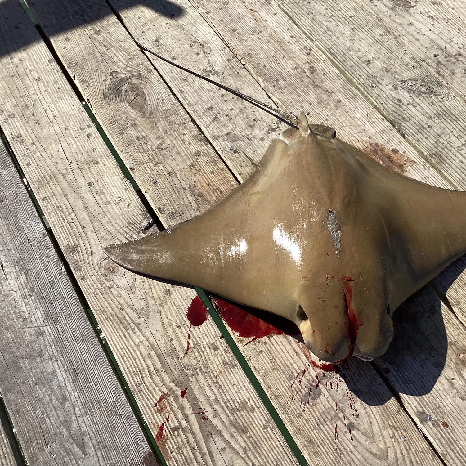 The most recent Cownose Ray catches on Fishbrain