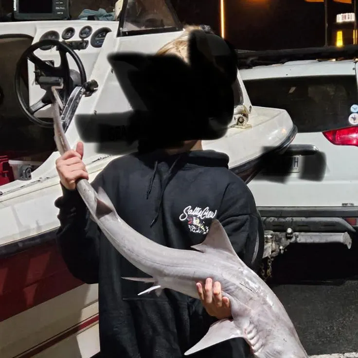 The most recent Gummy shark catches on Fishbrain
