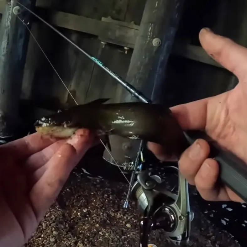 The most recent Margined madtom catches on Fishbrain