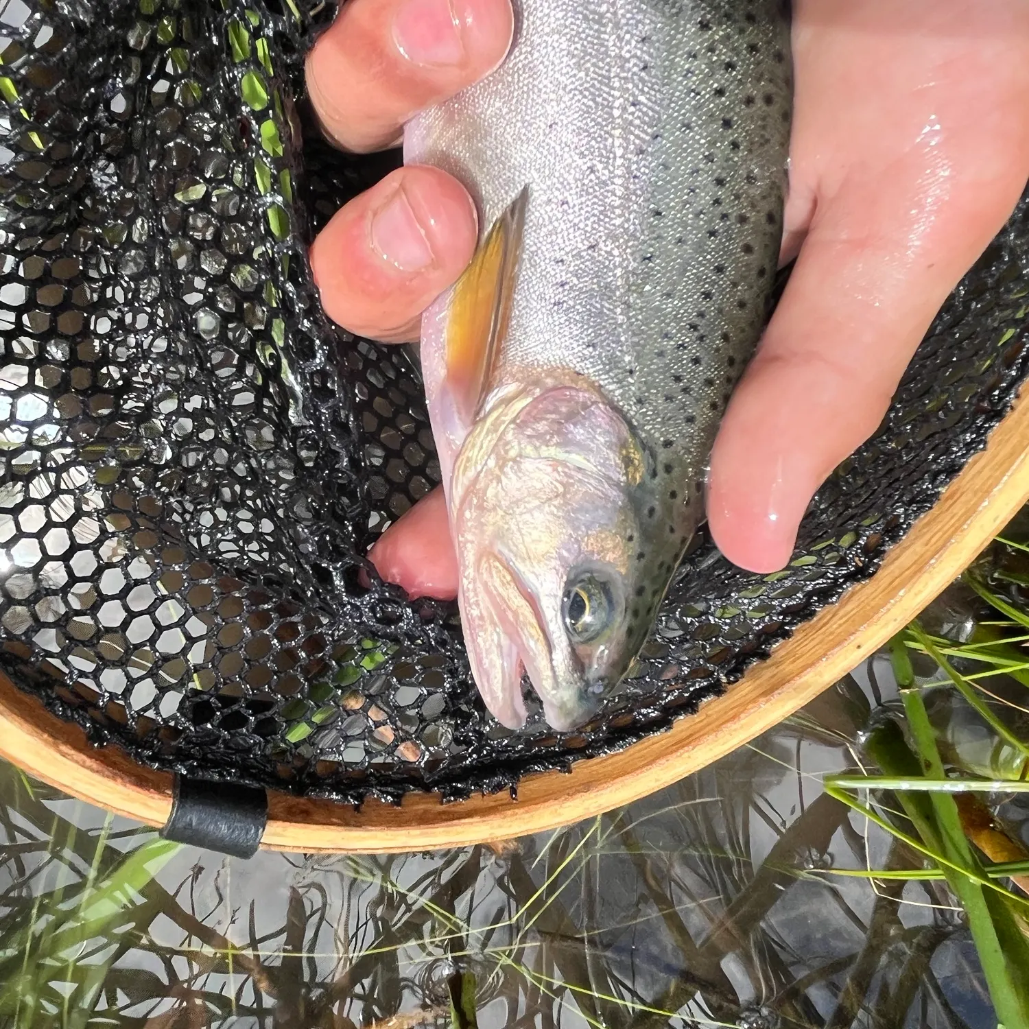 The most recent Apache x rainbow trout catches on Fishbrain