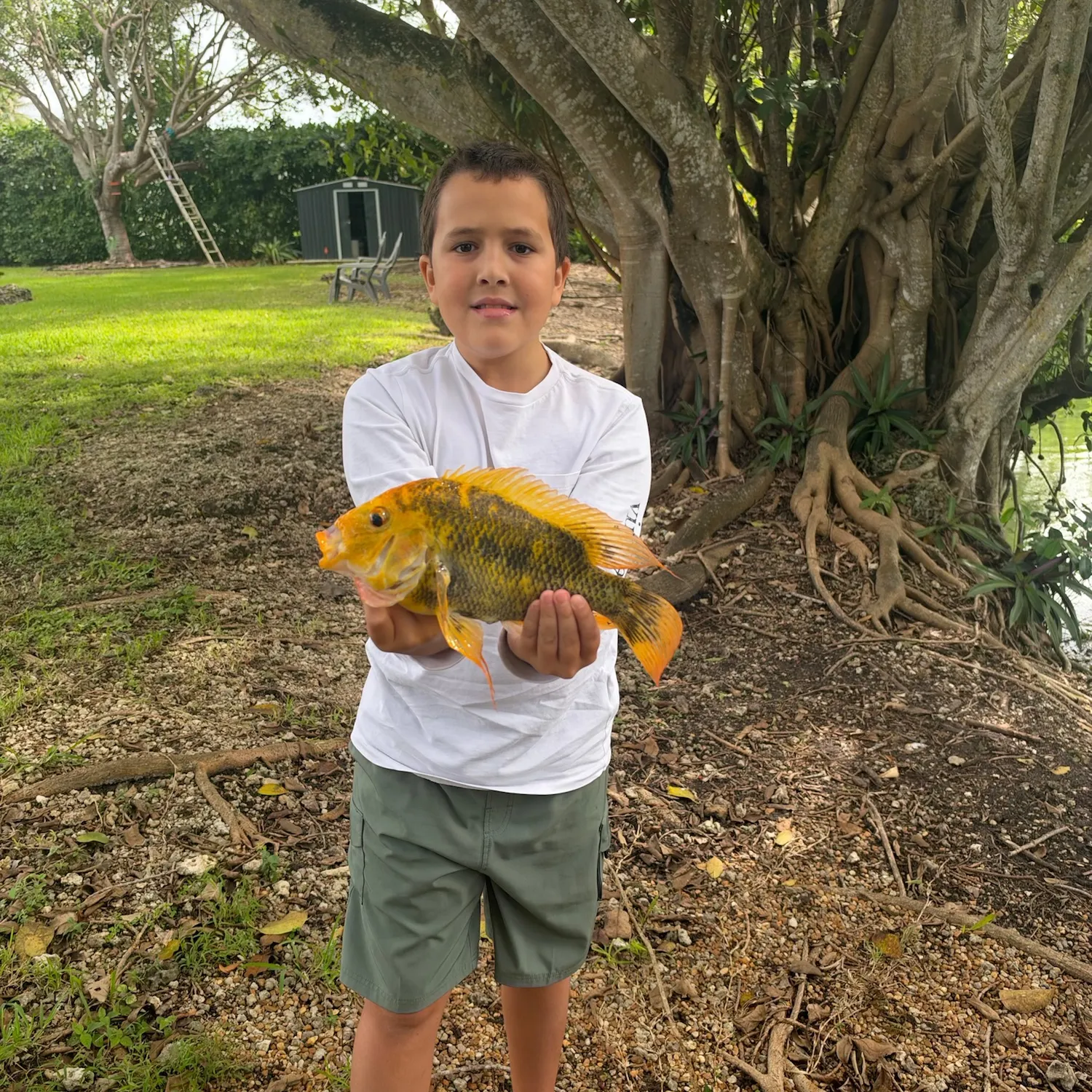 The most recent Midas cichlid catches on Fishbrain