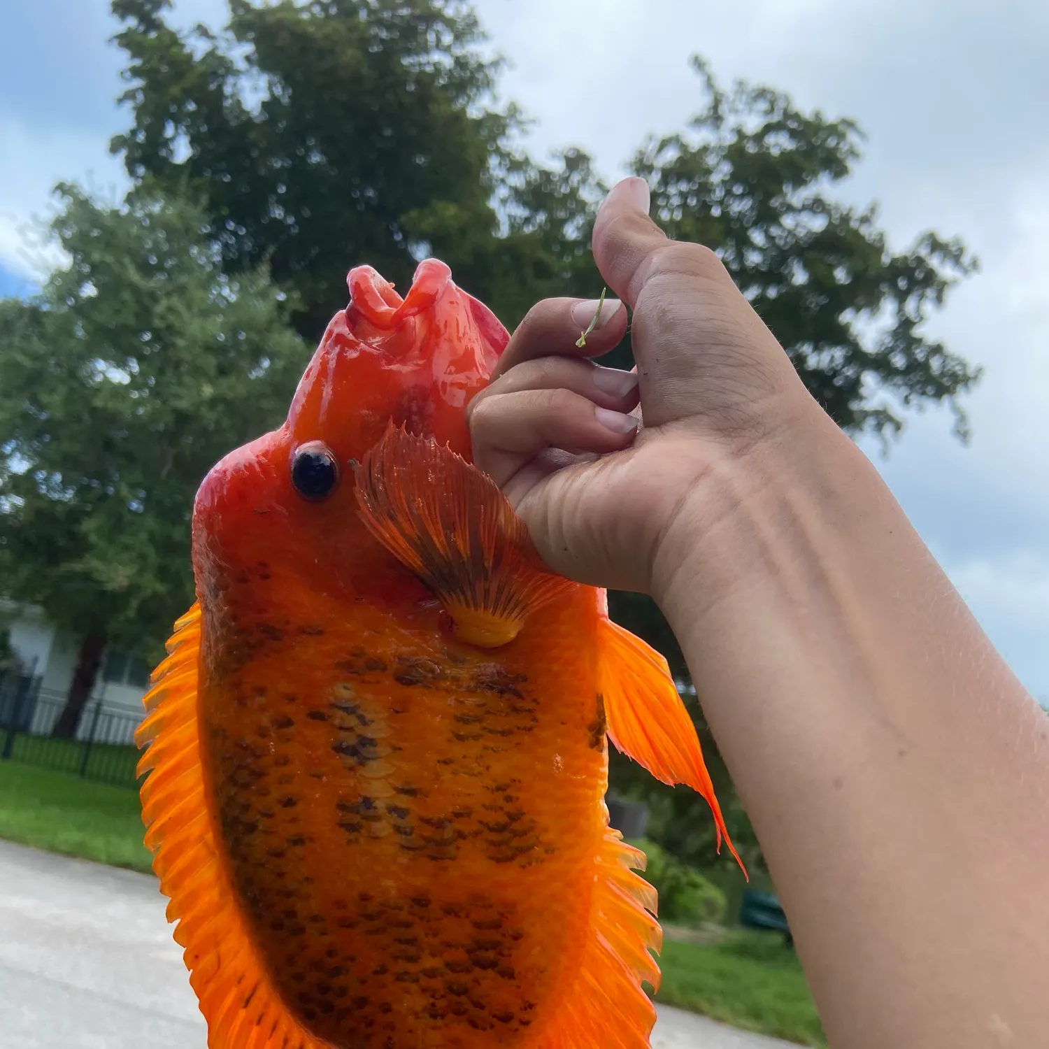 The most recent Midas cichlid catches on Fishbrain