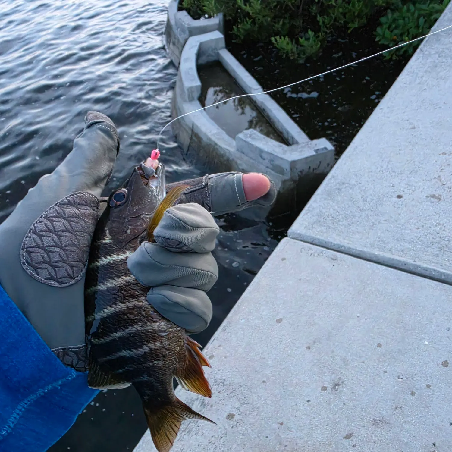 The most recent Schoolmaster snapper catches on Fishbrain