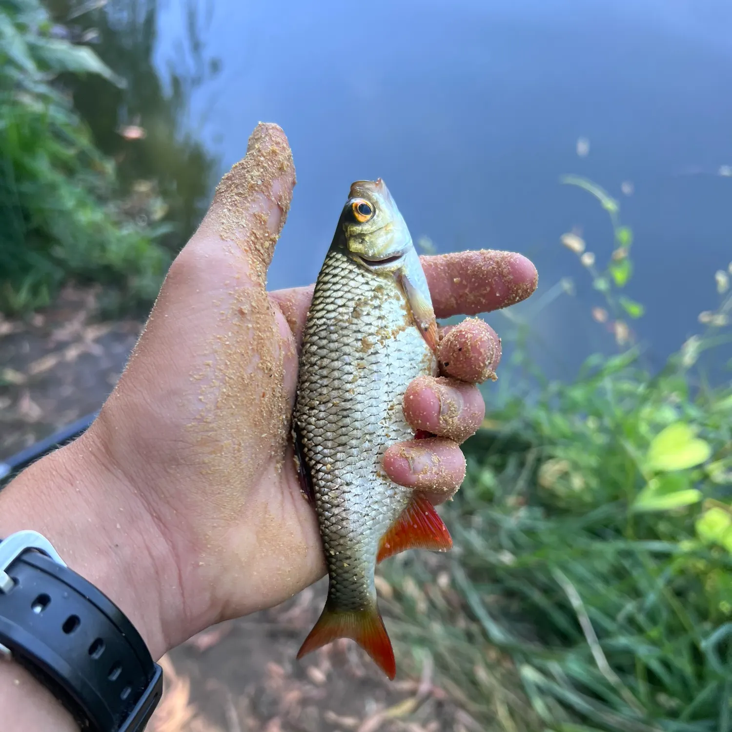 Common rudd caught on Fishbrain