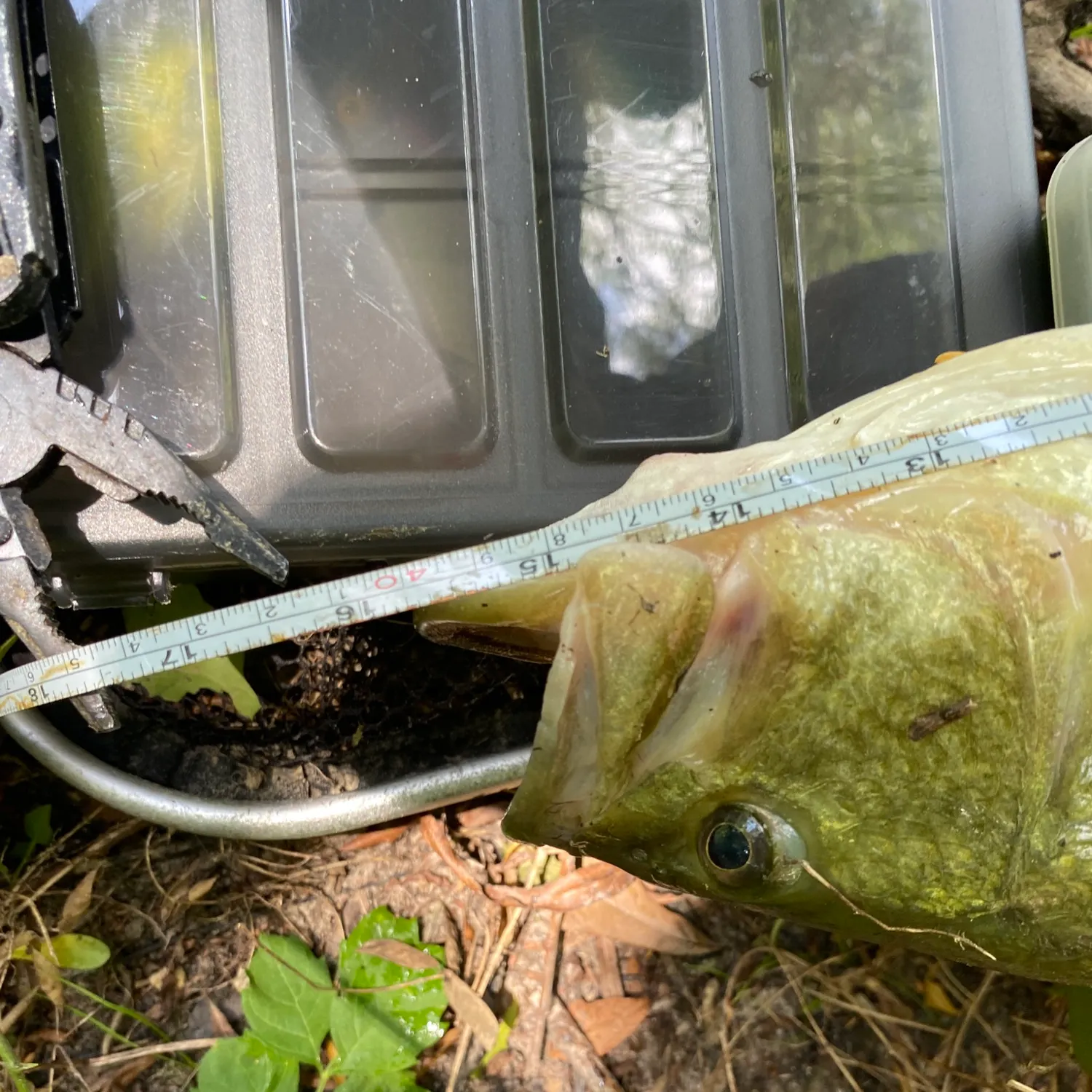 angler catch
