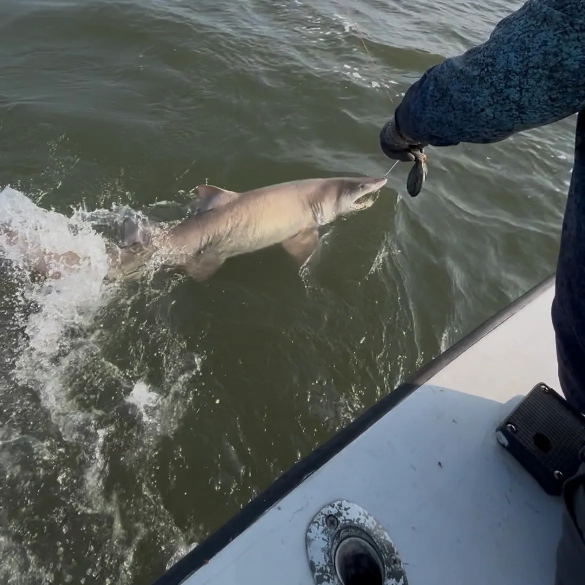 The most recent Sand tiger shark catches on Fishbrain