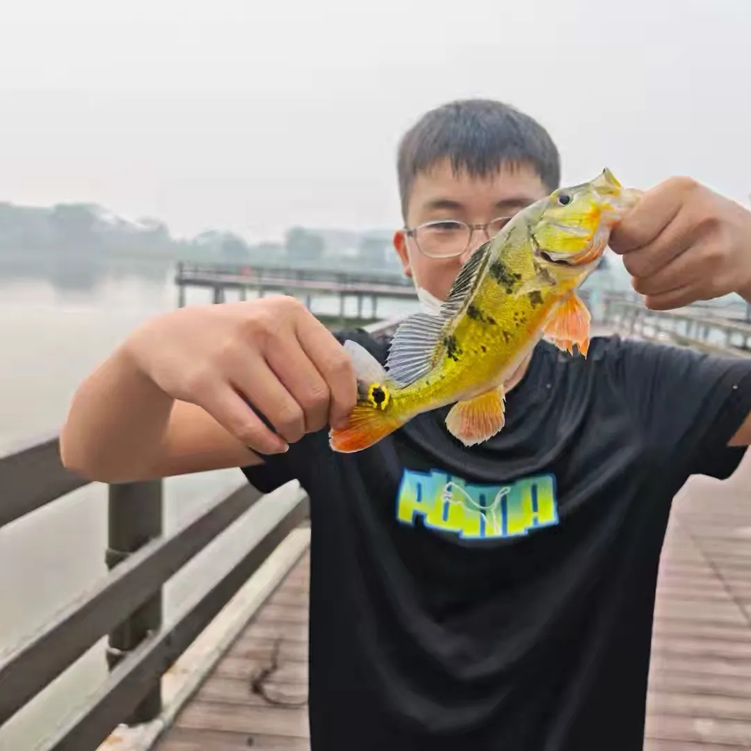 Butterfly peacock bass caught on Fishbrain