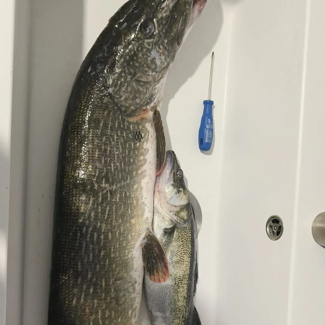 Northern pike caught on Fishbrain