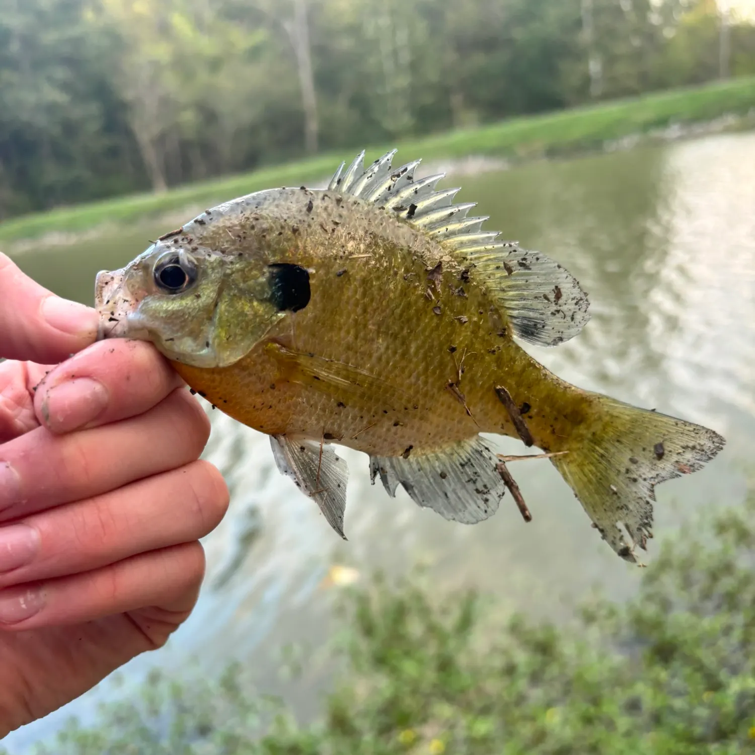Bluegill caught on Fishbrain
