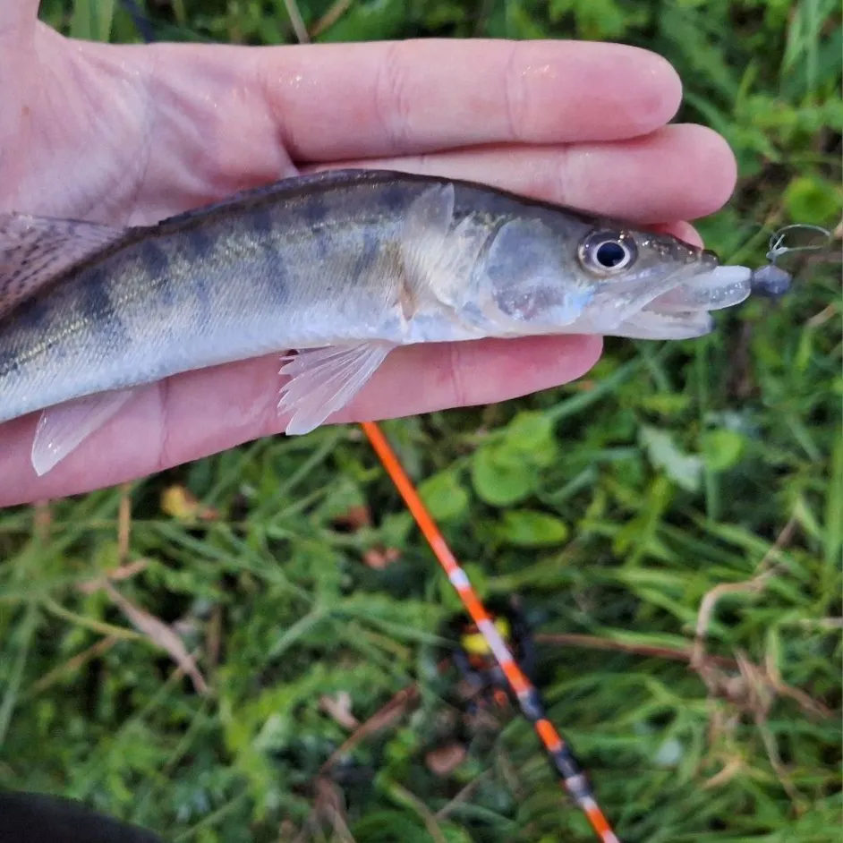Zander caught on Fishbrain