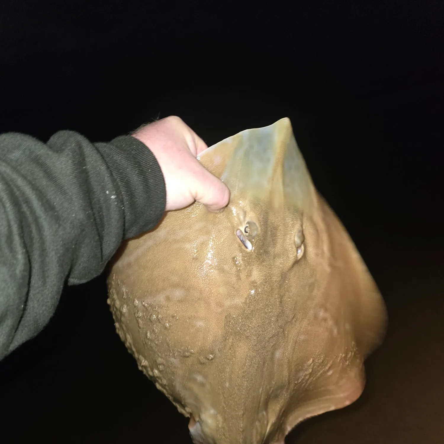 The most recent Small-eyed ray catches on Fishbrain