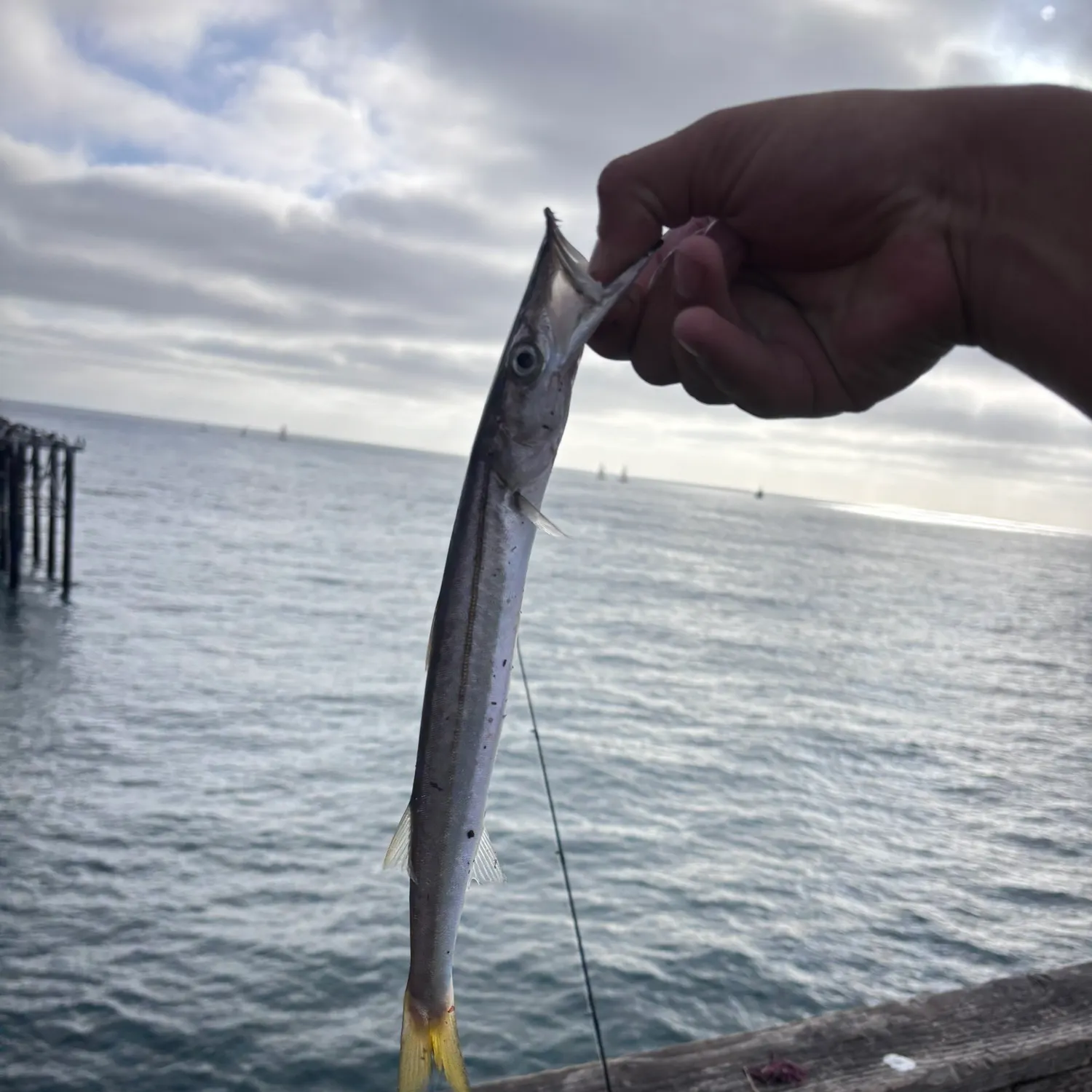 The most recent Pacific barracuda catches on Fishbrain