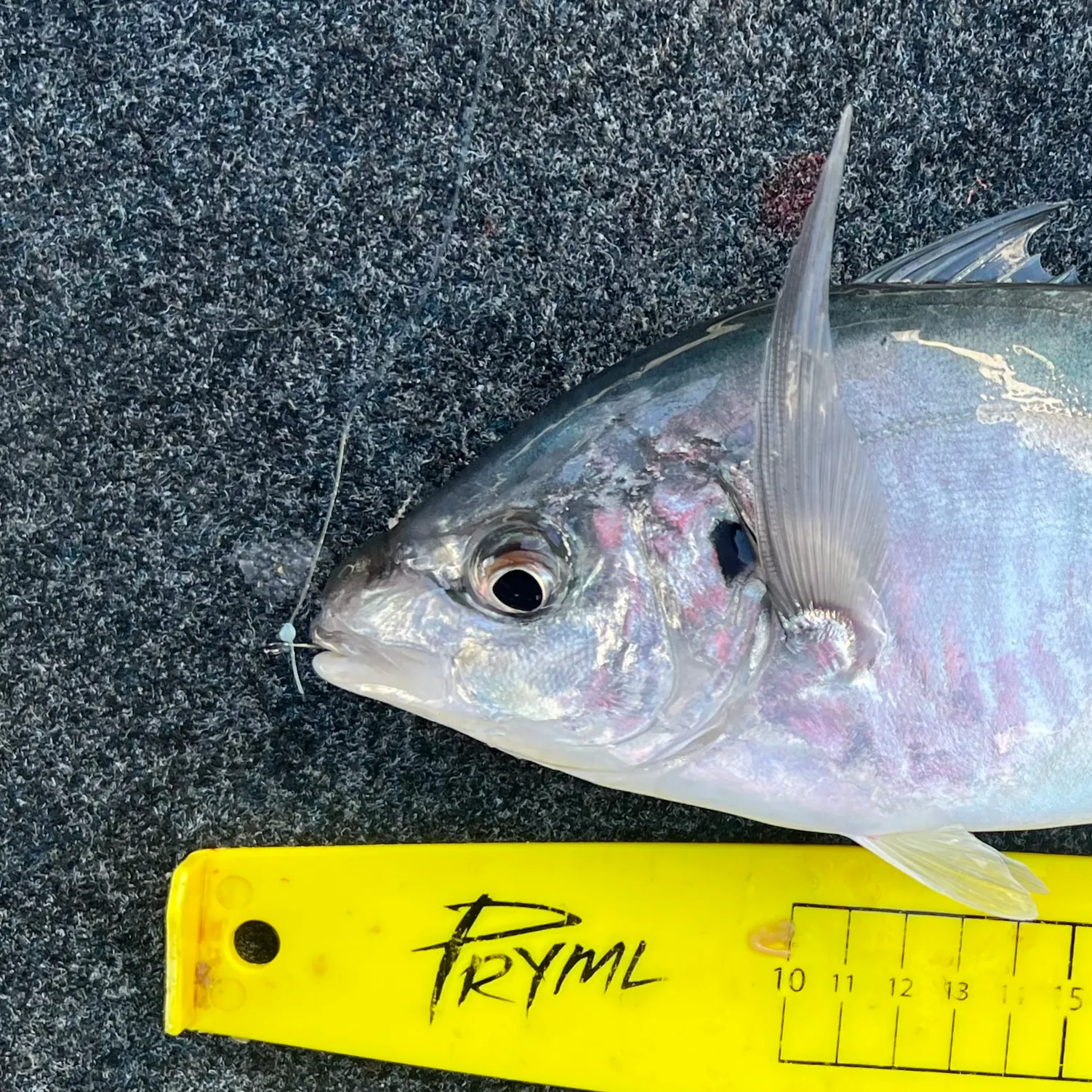 The most recent White trevally catches on Fishbrain