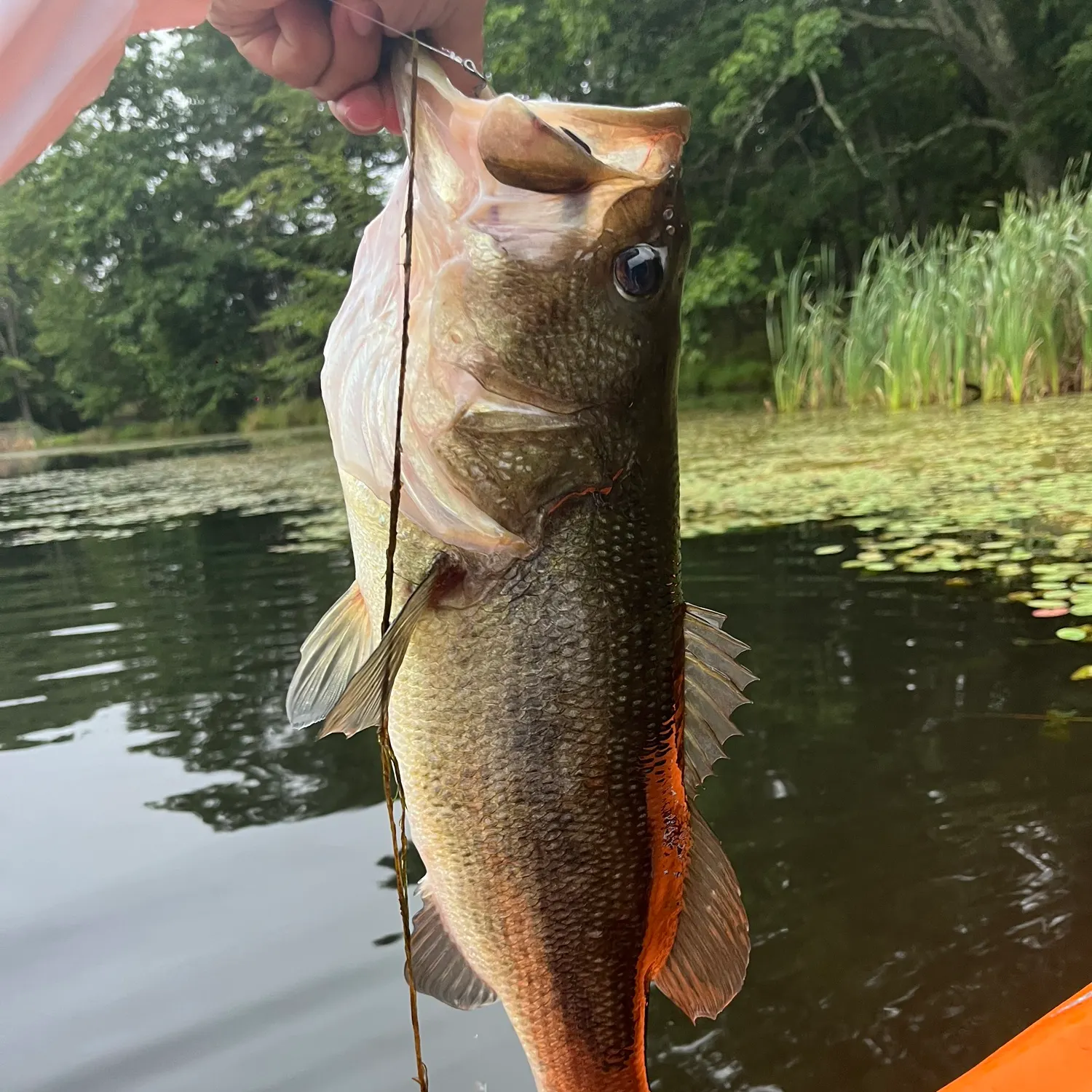 Largemouth bass caught on Fishbrain