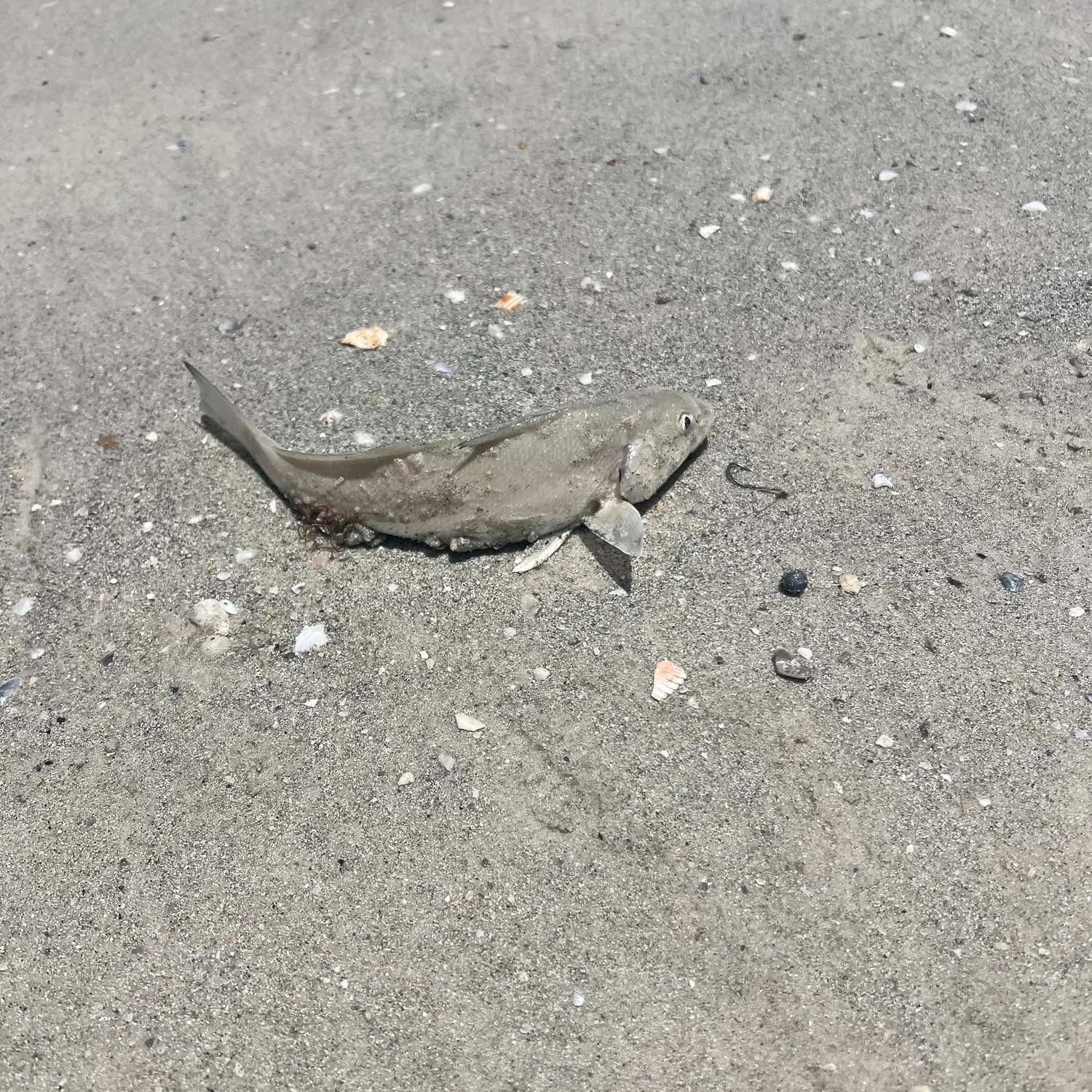 The most recent King George whiting catches on Fishbrain
