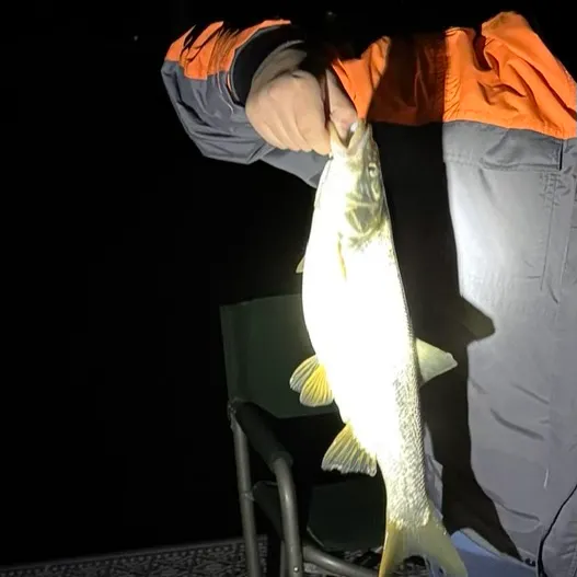 The most recent Lake whitefish catches on Fishbrain