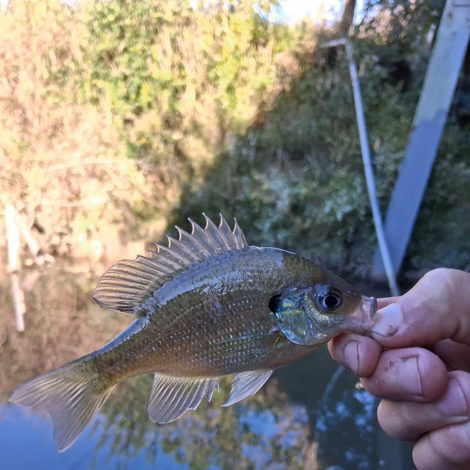 Bluegill caught on Fishbrain