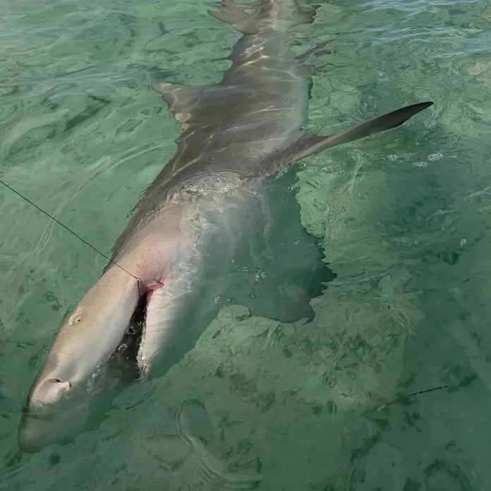 The most recent Lemon shark catches on Fishbrain