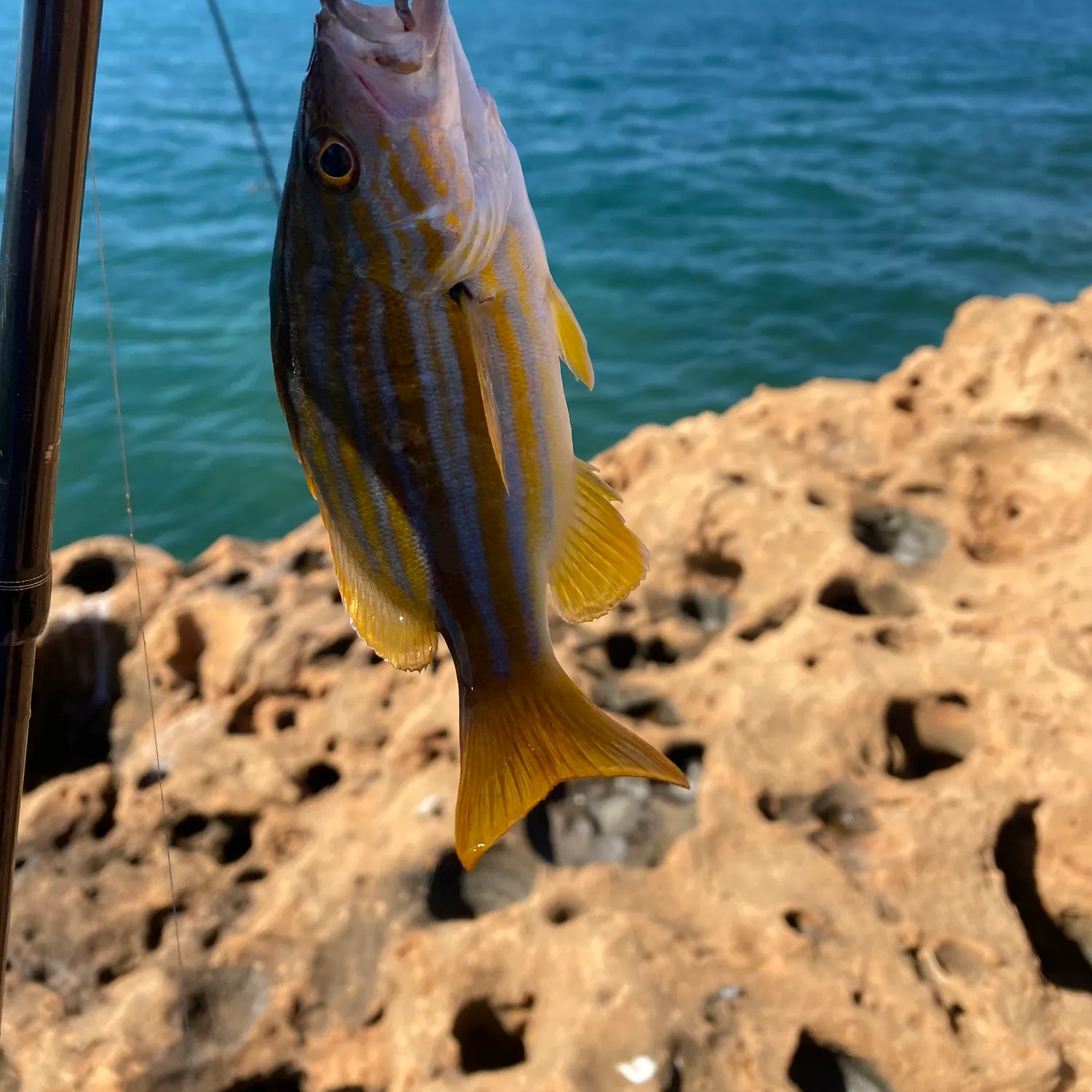 The most recent Spanish flag snapper catches on Fishbrain
