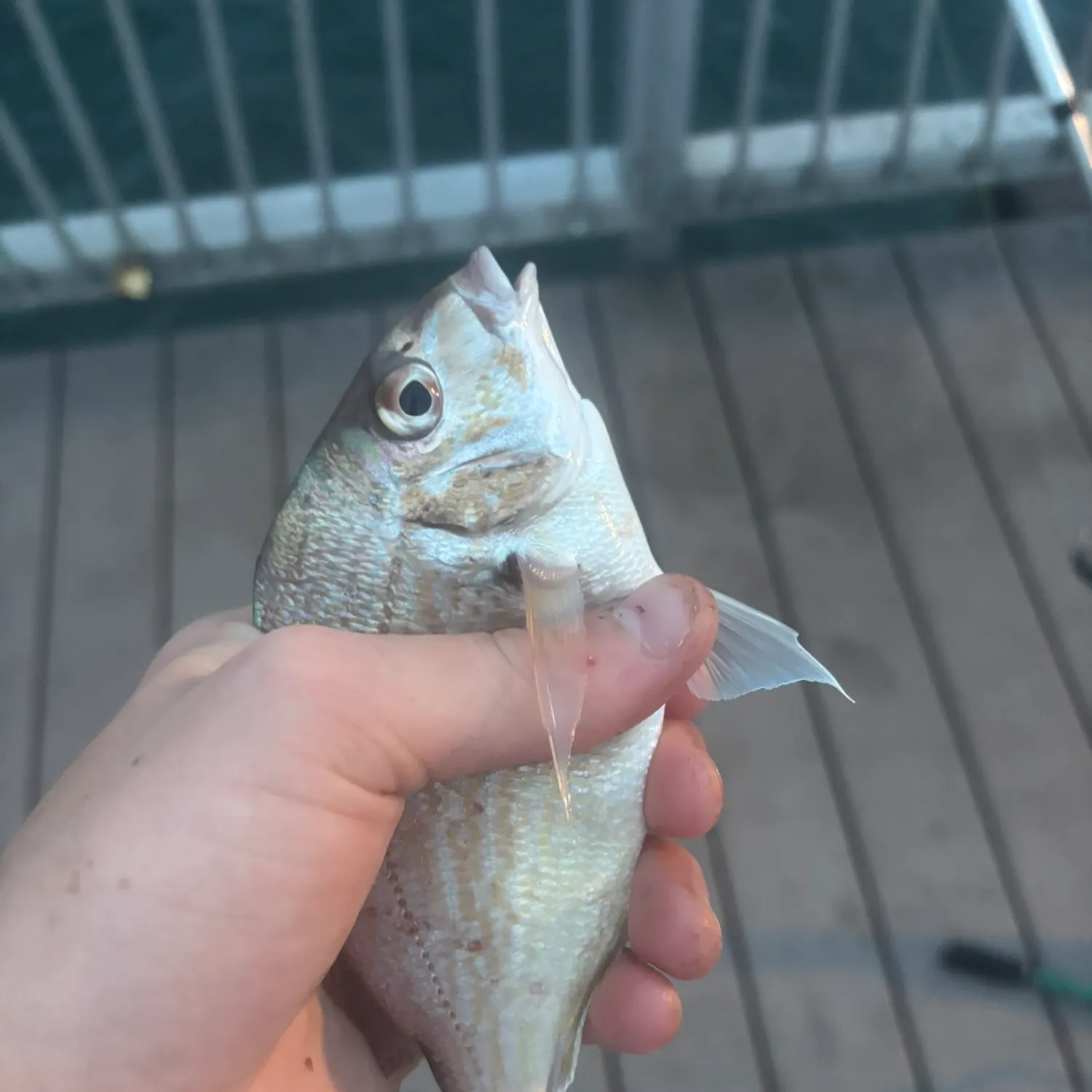 Scup caught on Fishbrain