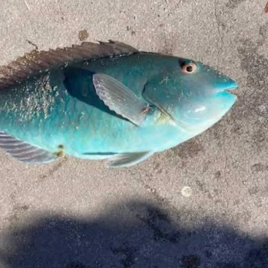 The most recent Common parrotfish catches on Fishbrain